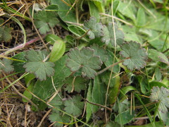 Geranium socolateum