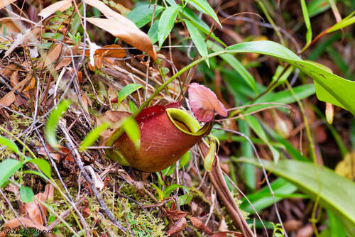 Nepenthes bicalcarata