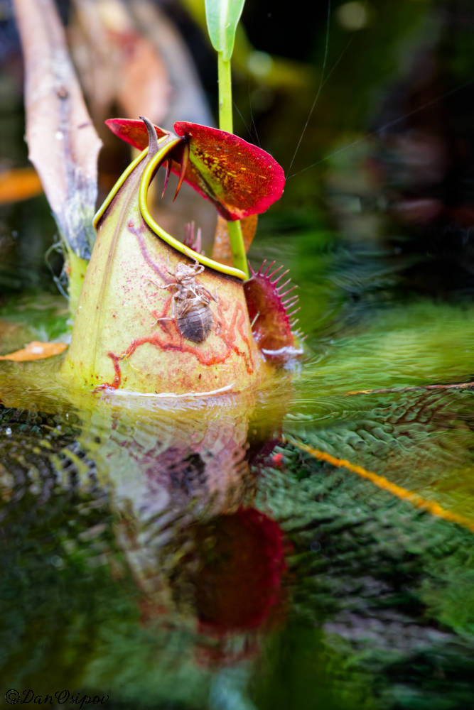 Nepenthes bicalcarata, Sarawak, MY