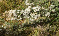 Hakea ruscifolia