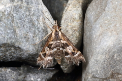 Diasemia grammalis