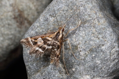Diasemia grammalis