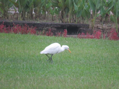 Bubulcus ibis
