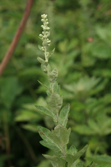 Artemisia koidzumii