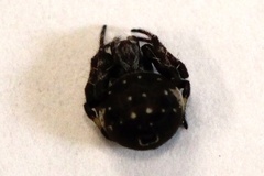 Araneus rotundulus