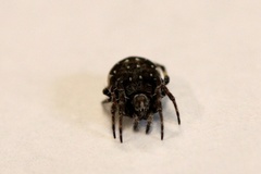 Araneus rotundulus