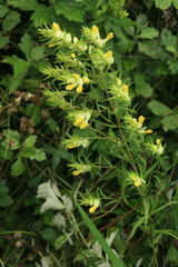 Rhinanthus apterus