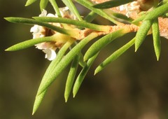 Taxandria juniperina