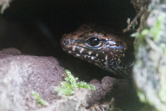 Silvascincus murrayi