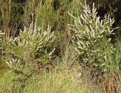 Taxandria juniperina