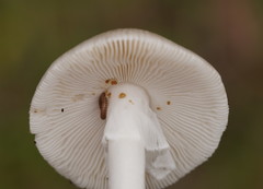 Amanita marmorata