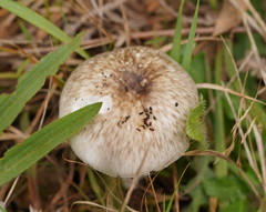 Amanita marmorata