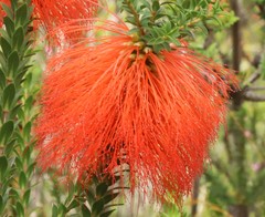 Melaleuca transversa