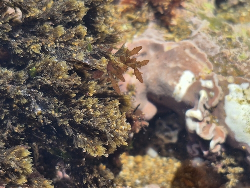 Champia parvula observed 2026-04-04