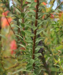 Melaleuca transversa