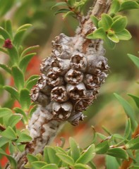 Melaleuca transversa
