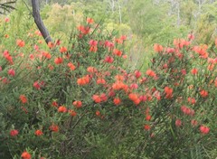 Melaleuca transversa
