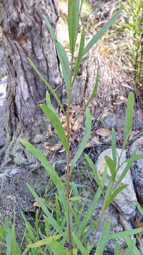 narrow-leaf bitter-pea (Daviesia leptophylla)