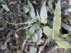 Asplenium ruprechtii
