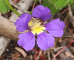 Scaevola calliptera
