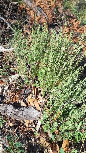 Long-hair Guinea-flower (Hibbertia crinita)