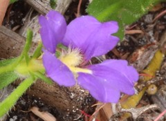 Scaevola calliptera