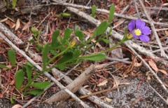 Scaevola calliptera