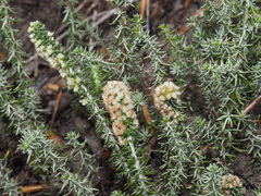Ifloga repens