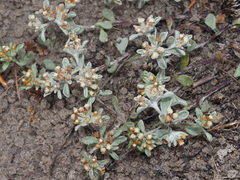 Helichrysum tinctum