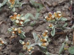 Helichrysum tinctum