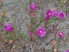 Lampranthus tenuifolius