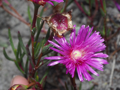 Lampranthus tenuifolius