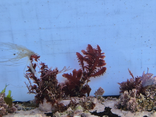 Gelidium spinosum observed 2026-04-04