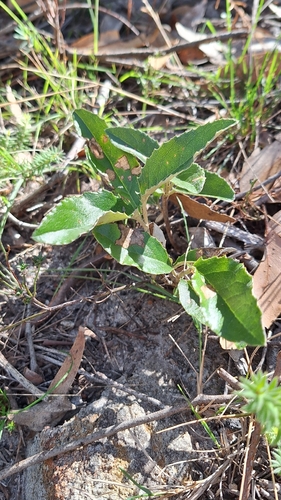 Mount Lofty daisy-bush (Olearia grandiflora)