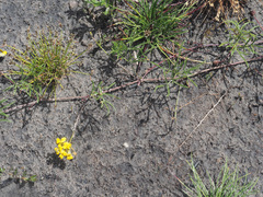 Rhynchosia ferulifolia