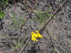 Rhynchosia ferulifolia