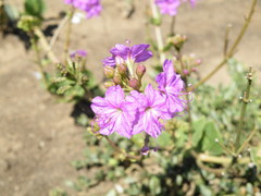 Commicarpus pentandrus