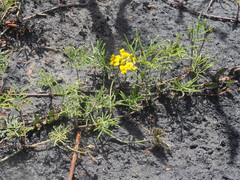 Rhynchosia ferulifolia