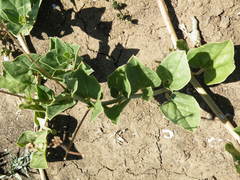 Commicarpus pentandrus