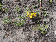 Rhynchosia ferulifolia