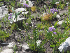Pseudoselago pulchra