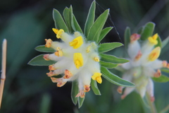 Anthyllis vulneraria polyphylla