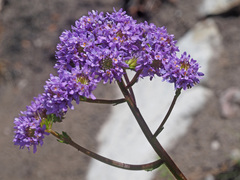 Pseudoselago pulchra