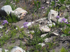 Pseudoselago pulchra