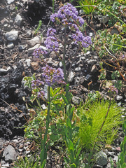 Pseudoselago pulchra