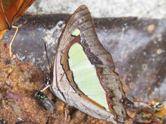 Polyura bharata