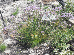 Pseudoselago pulchra