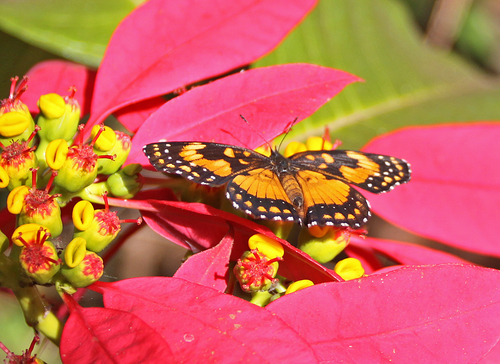 Bordered Patch