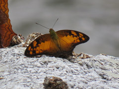 Vagrans sinha