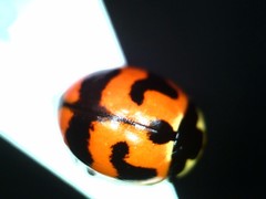 Coccinella transversalis